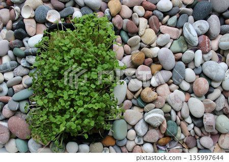 Bunch Of Microgreens In A Plastic Rectangular Container On A Smooth Stones Stock Photo Background Bunch Of Microgreens In A Plastic Rectangular Container On A Smooth Stones Stock Photo Background 135997644