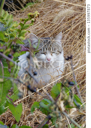 Cat closing its eyes in the grass Cat closing its eyes in the grass 135997873