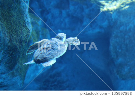 [兵庫縣] 神戶須磨海洋世界（須磨水族館） 135997898