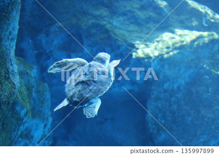 [Hyogo Prefecture] Kobe Suma Sea World (Suma Aquarium) 135997899