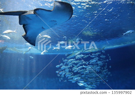 [Hyogo Prefecture] Kobe Suma Sea World (Suma Aquarium) 135997902