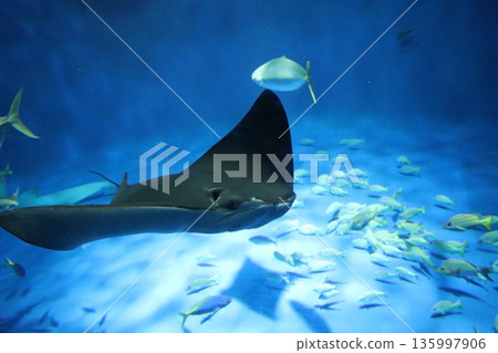 [Hyogo Prefecture] Kobe Suma Sea World (Suma Aquarium) 135997906