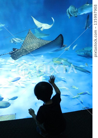 [兵庫縣] 神戶須磨海洋世界（須磨水族館） 135997908