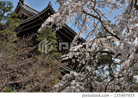 Konkai-Komyoji Temple: Cherry blossoms and the main gate (Sakyo Ward, Kyoto City) Konkai-Komyoji Temple: Cherry blossoms and the main gate (Sakyo Ward, Kyoto City) 135997935