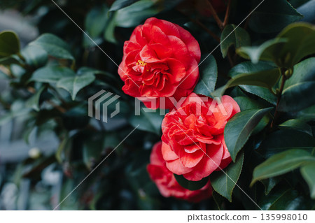 Beautiful pink Camellia flowers in a garden. 135998010