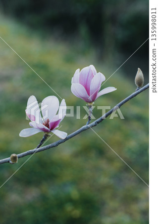 Amazing Magnolia flowers in a spring garden. Springtime background. Amazing Magnolia flowers in a spring garden. Springtime background. 135998011