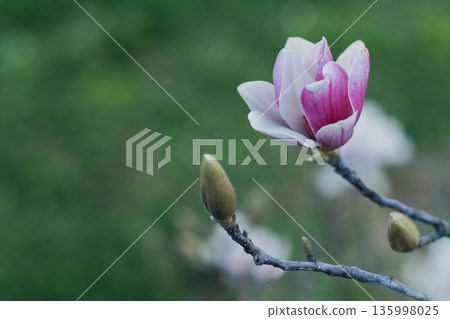 Amazing Magnolia flowers in a spring garden. Springtime background. 135998025
