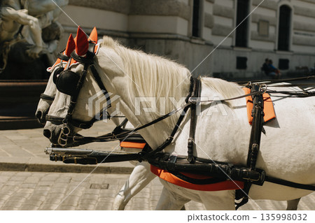 White horses harnessed to a carriage on the street of Vienna. White horses harnessed to a carriage on the street of Vienna. 135998032
