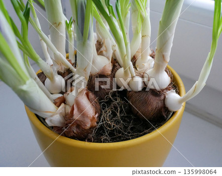 Close-up of crocus bulbs sprouting green shoots in a pot, symbolizing growth, spring planting, gardening, and natural plant development 135998064