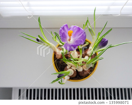 Fresh purple crocus blooming in a yellow pot on a bright windowsill, symbolizing spring, growth, renewal, home gardening, and natural beauty Fresh purple crocus blooming in a yellow pot on a bright windowsill, symbolizing spring, growth, renewal, home gardening, and natural beauty 135998071