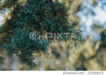 Fluffy branches of green cypress tree. Close-up. Selective focus. Fluffy branches of green cypress tree. Close-up. Selective focus. 135998075