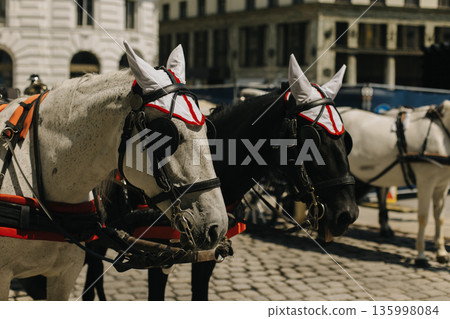White and black horses harnessed to a carriage on the street of Vienna. White and black horses harnessed to a carriage on the street of Vienna. 135998084
