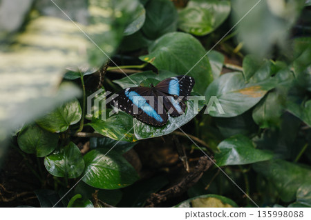 Beautiful butterfly on a green leaf in a greenhouse. 135998088