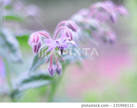 Purple flowers wet with rain Purple flowers wet with rain 135998115