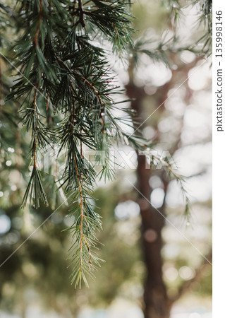Raindrops on a fluffy fresh branches of larch. Close-up. Raindrops on a fluffy fresh branches of larch. Close-up. 135998146