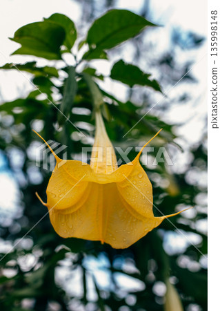 Beautiful yellow Datura flower (Brugmansia aurea), the golden angel's trumpet in a garden. Beautiful yellow Datura flower (Brugmansia aurea), the golden angel's trumpet in a garden. 135998148