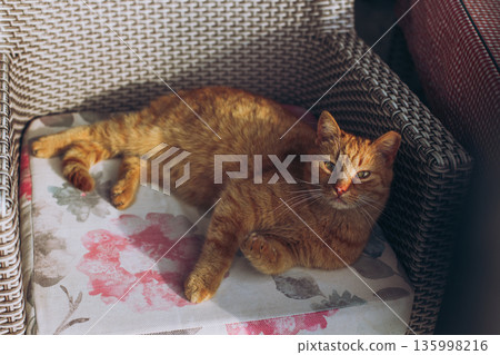 Cute red cat laying in an armchair on a street of Budva, Montenegro. Portrait of a street cat. Cute red cat laying in an armchair on a street of Budva, Montenegro. Portrait of a street cat. 135998216