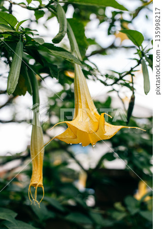 Beautiful yellow Datura flower (Brugmansia aurea), the golden angel's trumpet in a garden. Beautiful yellow Datura flower (Brugmansia aurea), the golden angel's trumpet in a garden. 135998217