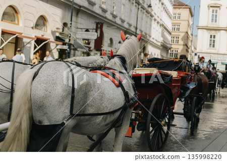 White horses harnessed to a carriage on the street of Vienna. 135998220