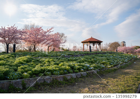 春日公園裡的櫻花、粉紅蝶花和藍天 135998279