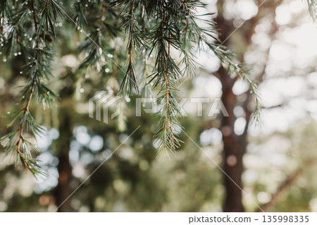 Raindrops on a fluffy fresh branches of larch. Raindrops on a fluffy fresh branches of larch. 135998335