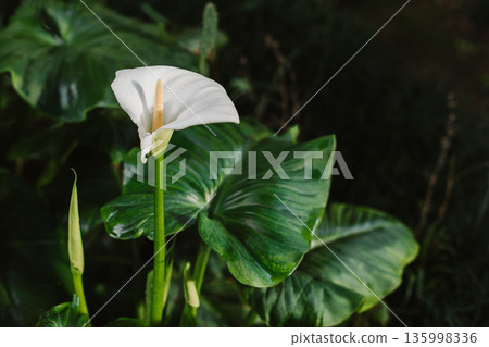 Beautiful white Calla Lilies flowers in a garden after the rain. 135998336