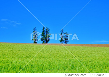 Mild Seven Hills Mild Seven Hills 135998348