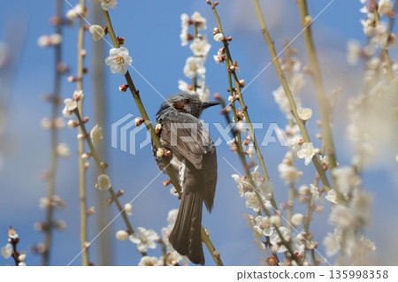 Plum blossoms are in bloom and nightingales are active. Plum blossoms are in bloom and nightingales are active. 135998358