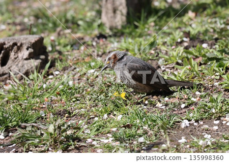 我的肚子裡裝滿了蒲公英花 135998360