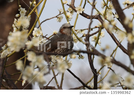 A brown-eared bulbul relaxing in a plum grove 135998362
