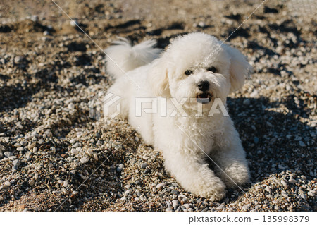 Cute Bichon Frise puppy walking on a beach. Cute Bichon Frise puppy walking on a beach. 135998379