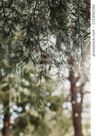 Raindrops on a fluffy fresh branches of larch. Close-up. 135998380