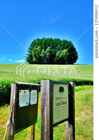 Mild Seven Tree 135998412