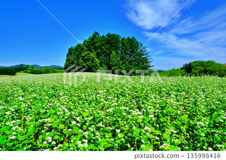 Mild Seven Tree Mild Seven Tree 135998416