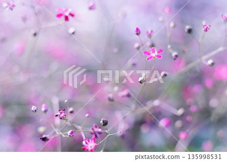 Pretty pink flowers 135998531