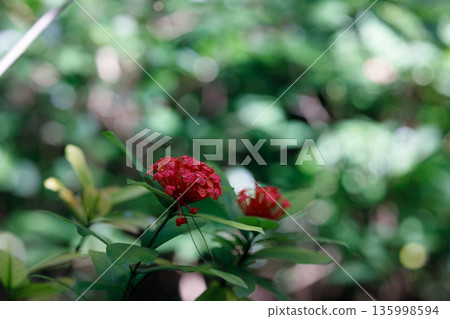 紅花在綠蔭間盛開－熱帶風情，陽光透過樹梢灑下柔和的光芒。 135998594