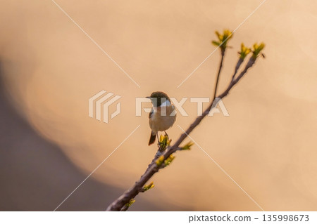 一隻石䳭佇立在金色的暮色中，這種野生鳥類預示著春天的到來。 135998673