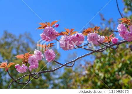 Spring scenery with double cherry blossoms in full bloom against the blue sky 135998675