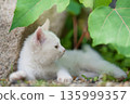 May: A white kitten grows up quickly 135999357