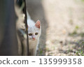 In May, a white kitten peers out from the shadows. 135999358