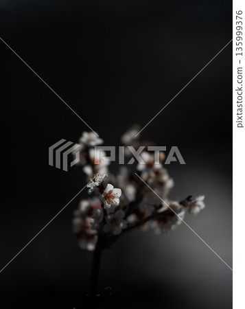 White plum blossoms glowing mysteriously in the sunlight White plum blossoms glowing mysteriously in the sunlight 135999376