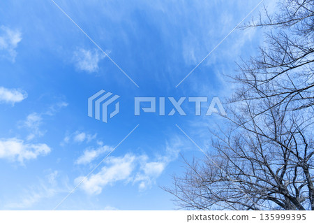 Winter sky, clouds and trees Winter sky, clouds and trees 135999395