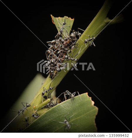Iridomyrmex mayri Ants Iridomyrmex mayri Ants 135999432