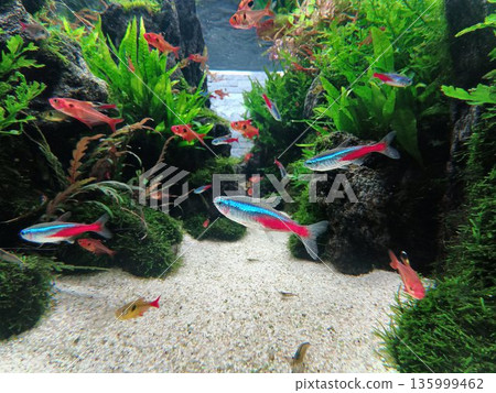 機身側面呈現類似霓虹燈的金屬藍色光澤…[霓虹四重奏] 135999462