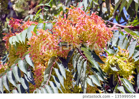 Tree of Heaven (lat.- Ailanthus altissima) Tree of Heaven (lat.- Ailanthus altissima) 135999504