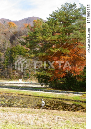 【岐阜縣】白川鄉稻田中一隻白鷺。 135999585