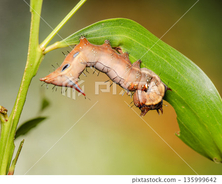 Neola semiaurata caterpillar 135999642
