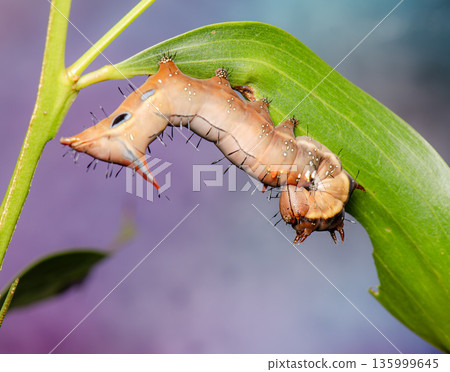 Neola semiaurata caterpillar 135999645