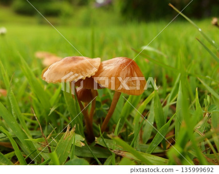 Ecological photo of Shibafutake Ecological photo of Shibafutake 135999692
