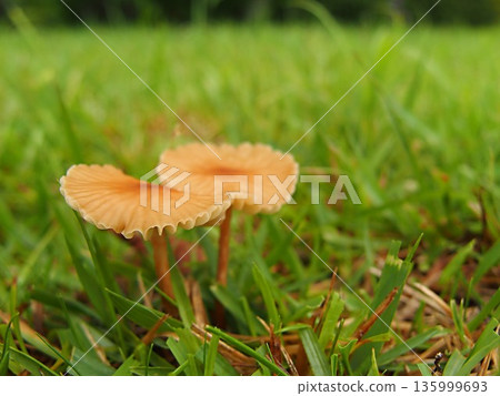 Ecological photo of Shibafutake 135999693